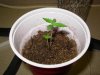 2grow 008 (15).jpg