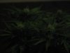 Day 15 of flowering 4 003.jpg