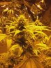 flowerday33-1stgrow-pic9.jpg