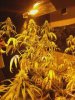 flowerday33-1stgrow-pic7.jpg