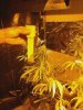 flowerday33-1stgrow-pic6.jpg