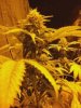 flowerday33-1stgrow-pic2.jpg