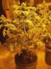 flowerday33-1stgrow-pic1.jpg