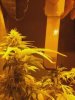 flowerday33-1stgrow-pic5.jpg