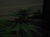 Day 15 of flowering 4 001.jpg