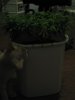 Day 16 of flowering 5 012.jpg