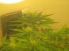 Day 16 of flowering 5 003.jpg