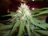 HS Bud 5-18.jpg