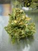 Lemon Skunk (1) (Small).JPG