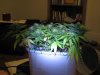 Day 22 of flowering 9 008.jpg