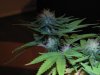 Day 22 of flowering 9 011.jpg