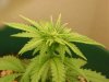 day 30 - plant 3.jpg