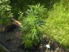 super lemon haze outdoors week 2.jpg