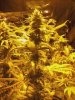 flowerday40-1stgrow-01.jpg