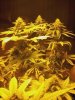 flowerday40-1stgrow-06.jpg