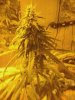 flowerday40-1stgrow-09.jpg