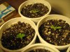 Day 24 of flowering11 013.jpg