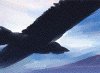 Raven Over Shore_b.jpg