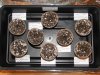 2010 Grow 1 087.jpg