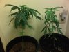 Bud%20plants,%20sickly-healthy%20comparison.jpg