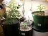 Veg Room 5-26.jpg