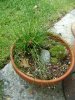 5-28 fiber optic grass mini hen & chicks.jpg