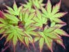 Acer_palmatum_sango_kaku-723180.jpg