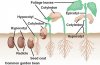 38_10SeedGermination-dicot.jpg