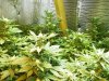 grow pics 053.jpg