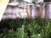 grow pics 031.jpg