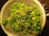 Day 29 of flowering 16 006.jpg