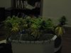 Day 29 of flowering 16 004.jpg