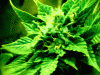 bud 7.gif