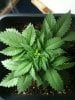 newest grow 006.jpg