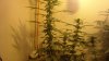 new cfl grow 006.jpg