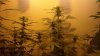 new cfl grow 007.jpg