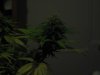 Day 30 of flowering 016.jpg