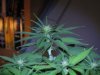 Day 12 of flowering 008.jpg