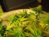 Day 29 of flowering 15 016.jpg