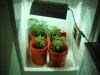 Shower grow (2).jpg