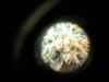 38 days Flowered - 7x magnified - 03.jpg