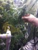 52 days flowered 002 - Side Cola.jpg