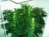 grow4_week8_1.jpg