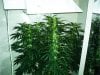 grow4_week8_2.jpg