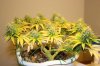 Day 36 of flowering 034.jpg