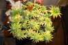 Day 36 of flowering 036.jpg