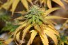 Day 38 of flowering 046.jpg