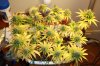 Day 38 of flowering 001.jpg