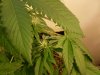 flowering week 3 007.jpg