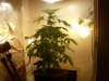 flowering week 3 009.jpg